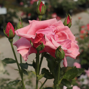 Кремаво розово - Чайно хибридни рози 